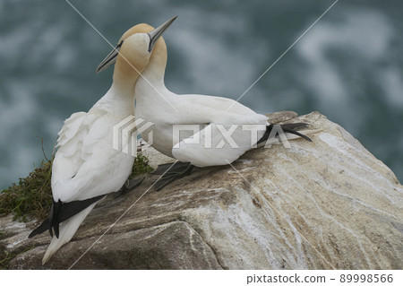 Gannets courting Gannets courting 89998566