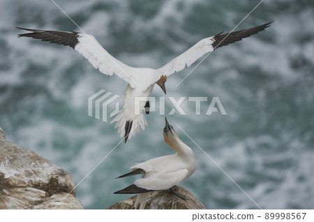 Gannets courting Gannets courting 89998567