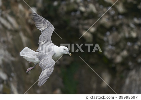 Fulmar in flight Fulmar in flight 89998697
