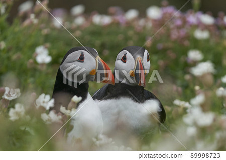 Puffins 89998723