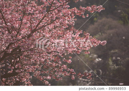 Atami cherry blossoms in full bloom blown by the wind Atami cherry blossoms in full bloom blown by the wind 89998933