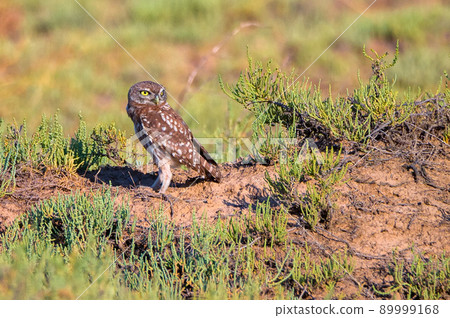 Athene noctua or Little Owl with a flat-topped head 89999168