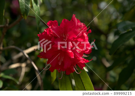 Red rhododendron Ishikusuhana 89999215