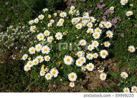 White Margaret White Margaret 89999220