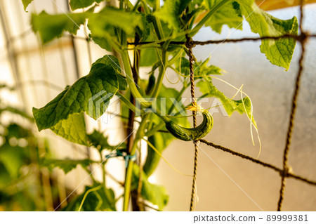 Cucumber seedlings growing in the greenhouse. Ecology and ecological balance, farming and planting. Agricultural scene with small cucumber in a hothouse, close up. Soft focus. Cucumber seedlings growing in the greenhouse. Ecology and ecological balance, farming and planting. Agricultural scene with small cucumber in a hothouse, close up. Soft focus. 89999381