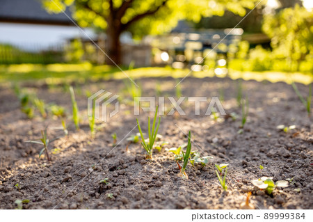 Seedlings growing up from fertile soil in the farmer's garden, morning sun shines. Ecology and ecological balance, farming and planting. Agricultural scene with sprouts in earth, close up. Soft focus. Seedlings growing up from fertile soil in the farmer's garden, morning sun shines. Ecology and ecological balance, farming and planting. Agricultural scene with sprouts in earth, close up. Soft focus. 89999384