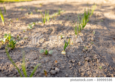 Seedlings growing up from fertile soil in the farmer's garden, morning sun shines. Ecology and ecological balance, farming and planting. Agricultural scene with sprouts in earth, close up. Soft focus. Seedlings growing up from fertile soil in the farmer's garden, morning sun shines. Ecology and ecological balance, farming and planting. Agricultural scene with sprouts in earth, close up. Soft focus. 89999386