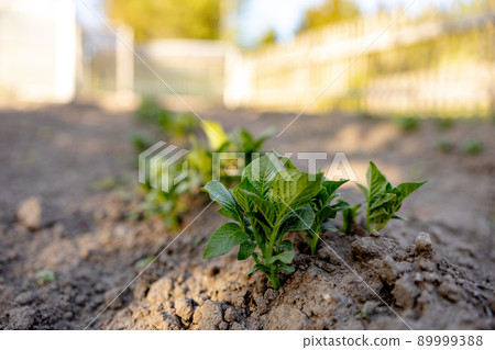 Seedlings growing up from fertile soil in the farmer's garden, morning sun shines. Ecology and ecological balance, farming and planting. Agricultural scene with sprouts in earth, close up. Soft focus. Seedlings growing up from fertile soil in the farmer's garden, morning sun shines. Ecology and ecological balance, farming and planting. Agricultural scene with sprouts in earth, close up. Soft focus. 89999388