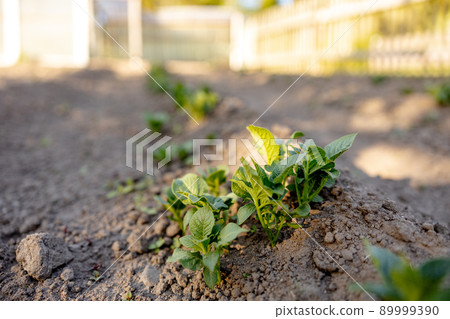 Seedlings growing up from fertile soil in the farmer's garden, morning sun shines. Ecology and ecological balance, farming and planting. Agricultural scene with sprouts in earth, close up. Soft focus. 89999390