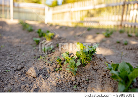 Seedlings growing up from fertile soil in the farmer's garden, morning sun shines. Ecology and ecological balance, farming and planting. Agricultural scene with sprouts in earth, close up. Soft focus. Seedlings growing up from fertile soil in the farmer's garden, morning sun shines. Ecology and ecological balance, farming and planting. Agricultural scene with sprouts in earth, close up. Soft focus. 89999391