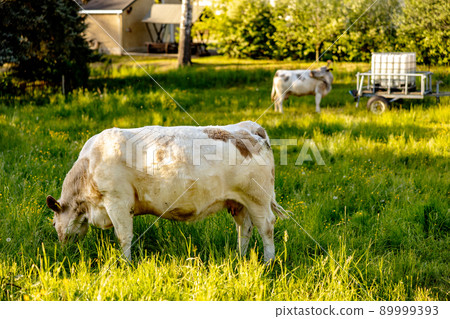 Cow on the meadow, eating grass. Farming outdoor. Beautiful landscape with sun light. Animal of farm. Sunny evening, amazing weather. Beauty of the nature, rural life. Cow on the meadow, eating grass. Farming outdoor. Beautiful landscape with sun light. Animal of farm. Sunny evening, amazing weather. Beauty of the nature, rural life. 89999393