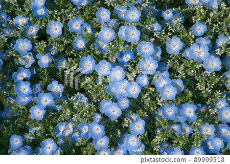 Nemophila Menzies Nemophila Menzies 89999518
