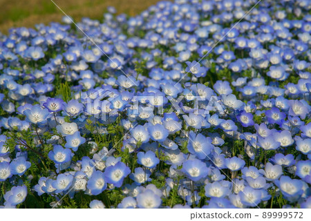 Nemophila 孟席斯 89999572