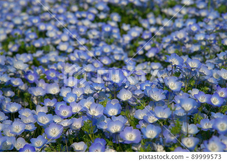 Nemophila 孟席斯 Nemophila 孟席斯 89999573