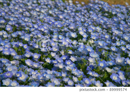 Nemophila 孟席斯 Nemophila 孟席斯 89999574