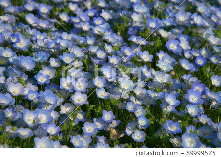 Nemophila 孟席斯 89999575
