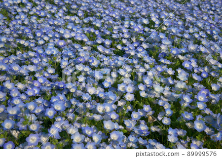 Nemophila 孟席斯 Nemophila 孟席斯 89999576