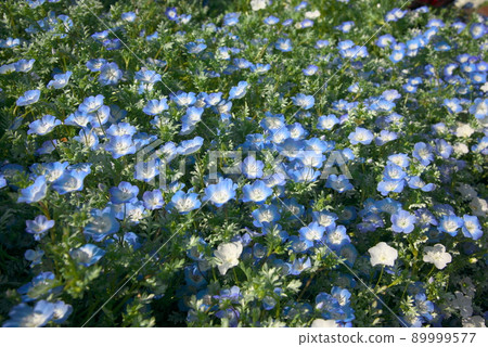 Nemophila 孟席斯 Nemophila 孟席斯 89999577
