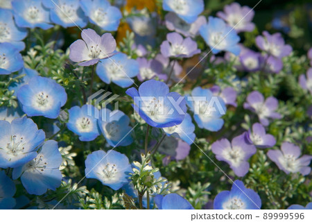 Nemophila 藍色 x 紫色 Nemophila 藍色 x 紫色 89999596