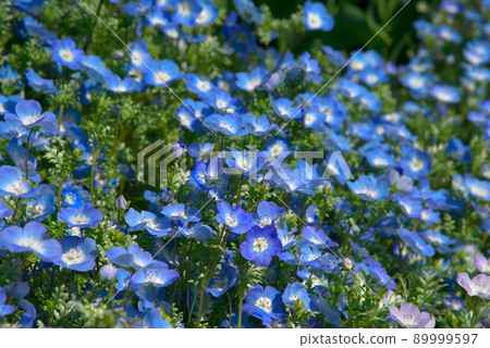 Nemophila 孟席斯 Nemophila 孟席斯 89999597