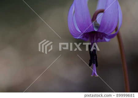 Purple flower of Japanese erythronium (Saitama prefecture / March) 89999681