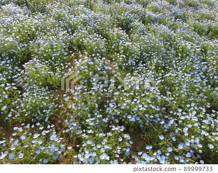 Nemophila flower garden Nemophila flower garden 89999733