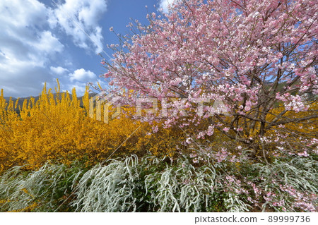 Kamiyamamachi, Nirasaki City, Yamanashi Prefecture Spring flowers Sakura, Forsythia and Yukiyanagi 89999736