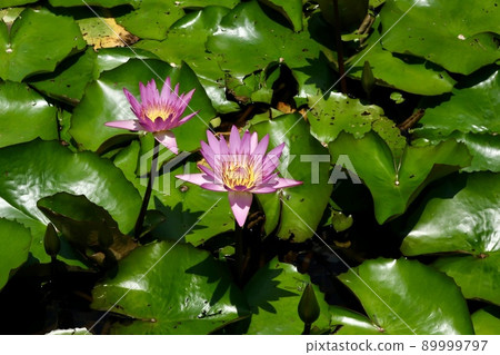 Water lily Water lily 89999797