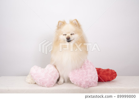 Pomeranian with closed eyes and heart cushion Pomeranian with closed eyes and heart cushion 89999800