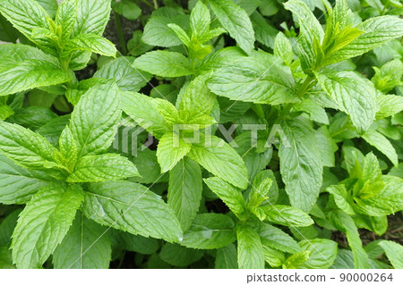 Gardening mentha 90000264