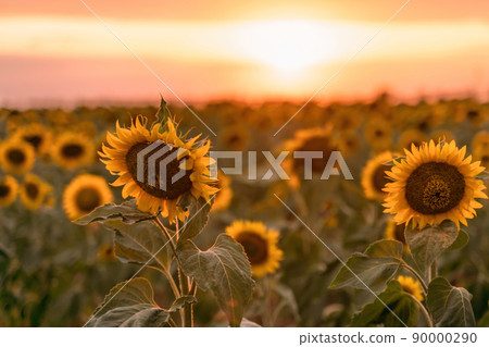 Beautiful sunflower garden. field of blooming sunflowers against the backdrop of sunset. The best kind of sunflower in bloom. Growing sunflowers to make oil. 90000290