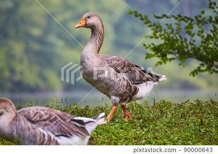 Close up of large duck with orange beak next to water on green grass Close up of large duck with orange beak next to water on green grass 90000643