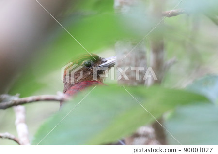 Noguchigera in the forest Yanbaru no Mori 90001027