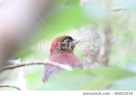 沖繩啄木鳥在森林裡 90001034