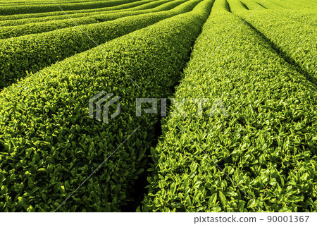 Nihondaira's tea plantation in Shizuoka City, Shizuoka Prefecture is the new tea season Nihondaira's tea plantation in Shizuoka City, Shizuoka Prefecture is the new tea season 90001367