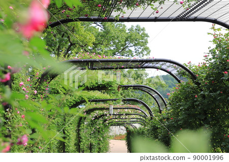 Ibaraki Flower Park "Rose Tunnel" Ibaraki Flower Park "Rose Tunnel" 90001996
