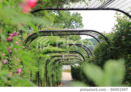 茨城花卉公園“玫瑰隧道” 茨城花卉公園“玫瑰隧道” 90001997