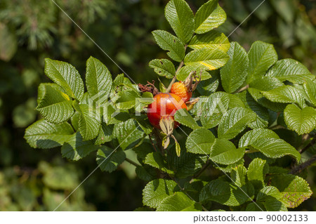 rosehip fruits after the flowering of the shrub 90002133