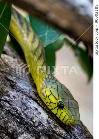 The green mamba (Dendroaspis viridis), a venomous snake The green mamba (Dendroaspis viridis), a venomous snake 90002195