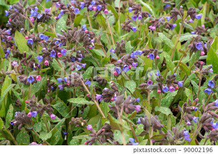 Lungwort flowers (Pulmonaria officinalis). The first spring flowers. Medicinal plants Lungwort flowers (Pulmonaria officinalis). The first spring flowers. Medicinal plants 90002196