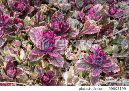 Bugleweed's colorful leaves (Ajuga reptans). Medicinal plants 90002199