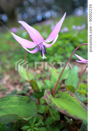 A charming flower (Katakuri flower) that blooms in the fields in early spring A charming flower (Katakuri flower) that blooms in the fields in early spring 90002239