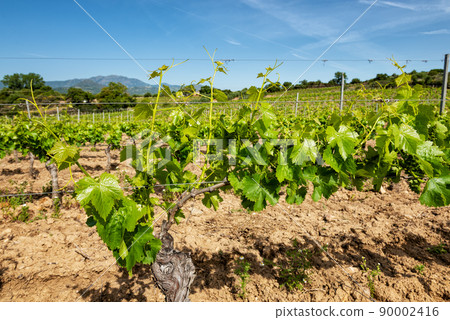 Young sprouts with bunches of grapes on the branches of the vine in spring. Agriculture. 90002416