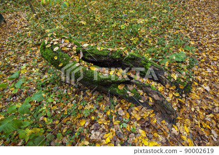 beautiful autumn nature with falling foliage in mid-autumn beautiful autumn nature with falling foliage in mid-autumn 90002619