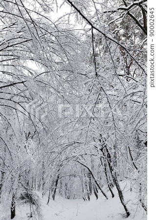 deciduous trees covered with snow in winter 90002645