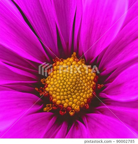 The center of a vibrant colored daisy The center of a vibrant colored daisy 90002785