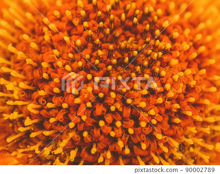 A close up details of a gerber daisy A close up details of a gerber daisy 90002789