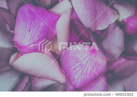 A grouping of pink rose petals with a soft glow A grouping of pink rose petals with a soft glow 90002802