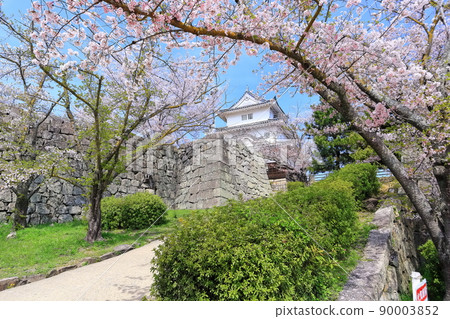 [香川縣] 春天櫻花盛開的丸龜城（現存天守閣和石牆名城） 90003852