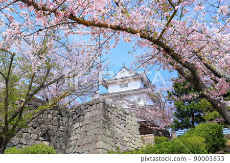 [香川縣] 春天櫻花盛開的丸龜城（現存天守閣和石牆名城） 90003853